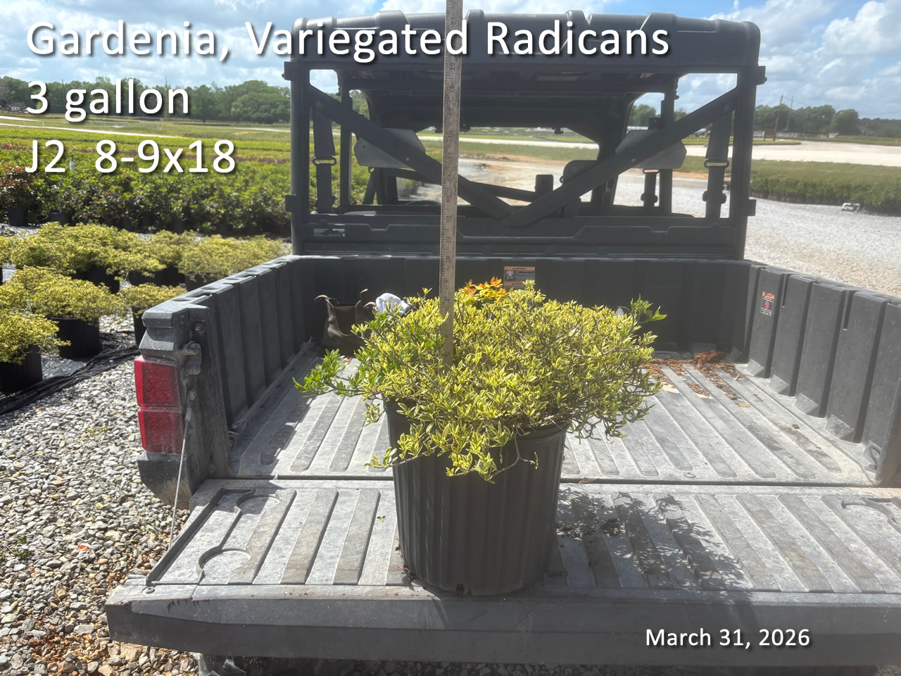 gallery/vgrad3 j2 mar31.jpg